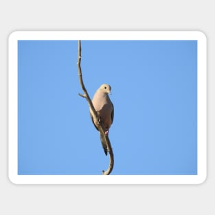 Mourning Dove, birds, wildlife, nature, gifts Sticker